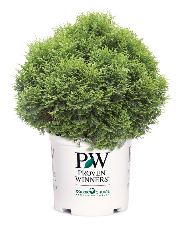 Thuja Dwarf Tater Tot™ - 1 Gallon