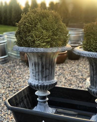 Thuja Dwarf Tater Tot™ - 1 Gallon