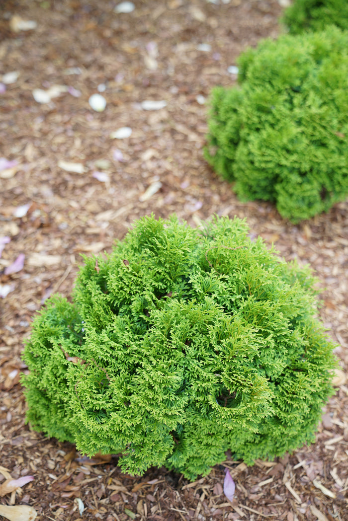 Thuja Dwarf Tater Tot™ - 1 Gallon