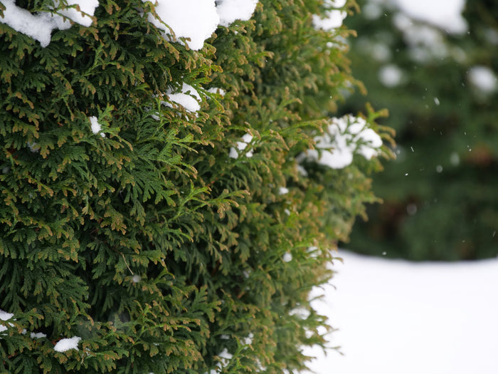 Thuja Dwarf Tater Tot™ - 1 Gallon