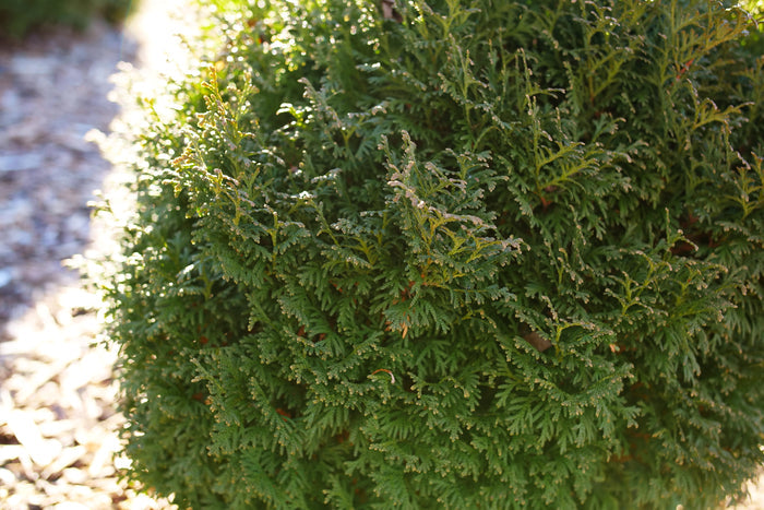Thuja Dwarf Tater Tot™ - 1 Gallon