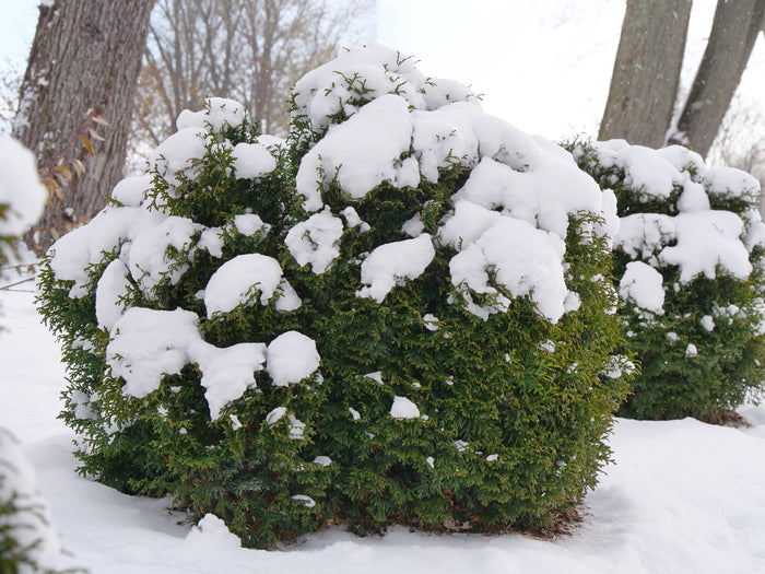 Thuja Dwarf Tater Tot™ - 1 Gallon