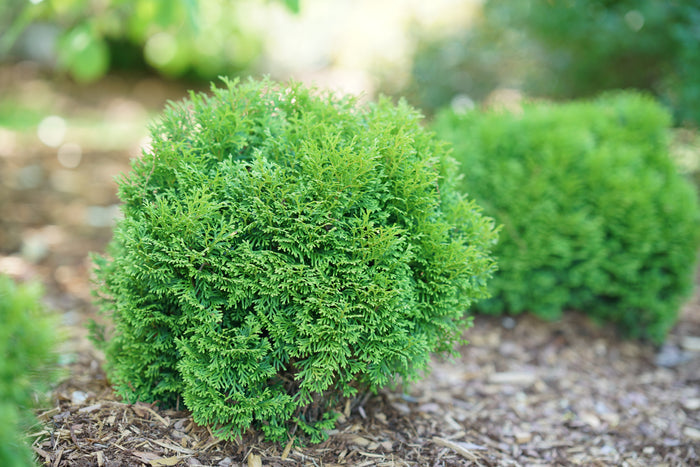 Thuja Dwarf Tater Tot™ - 1 Gallon