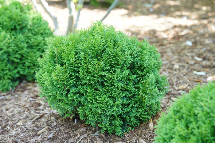 Thuja Dwarf Tater Tot™ - 1 Gallon