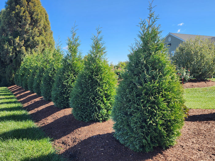 Thuja Junior Giant - 2 Gallon