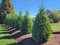 Thuja Junior Giant - 2 Gallon