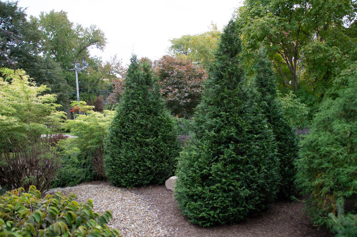 Thuja Junior Giant - 2 Gallon