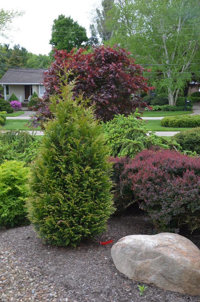 Thuja Junior Giant - 2 Gallon