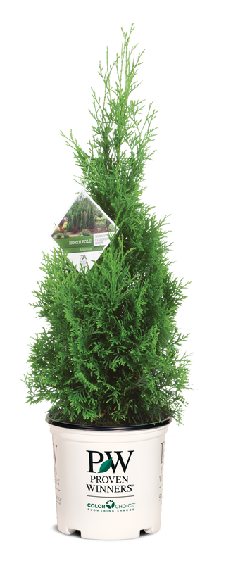 Thuja North Pole® - 2 Gallon