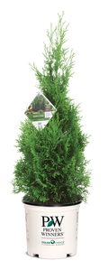 Thuja North Pole® - 2 Gallon