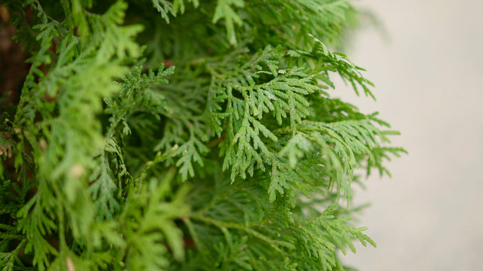 Thuja North Pole® - 2 Gallon