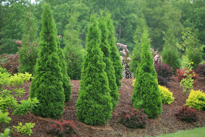 Thuja North Pole® - 2 Gallon