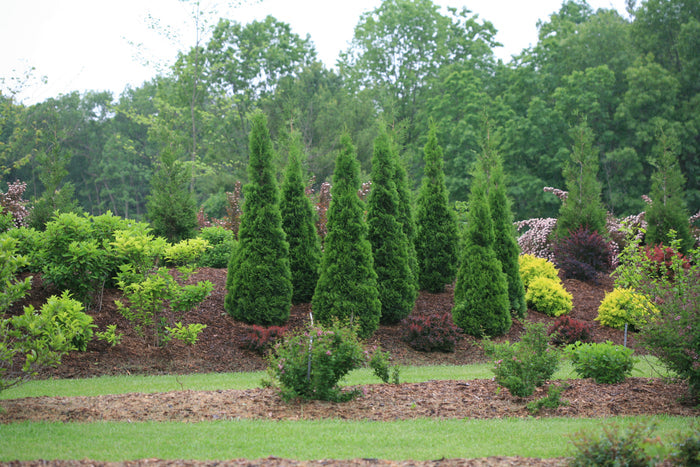 Thuja North Pole® - 2 Gallon