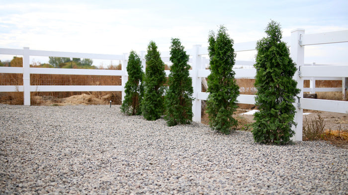 Thuja North Pole® - 2 Gallon