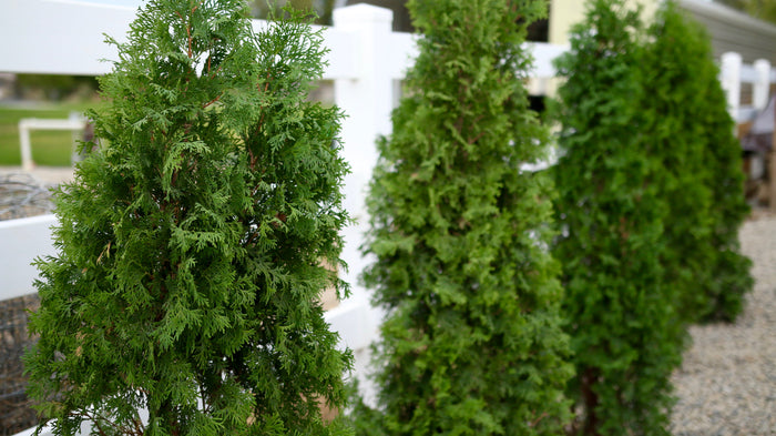Thuja North Pole® - 2 Gallon
