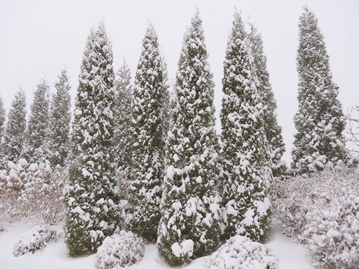 Thuja North Pole® - 2 Gallon