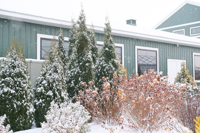 Thuja North Pole® - 2 Gallon