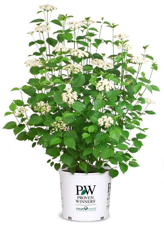 Viburnum Blue Muffin® - 2 Gallon