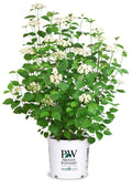 Viburnum Blue Muffin® - 2 Gallon