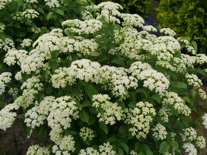 Viburnum Blue Muffin® - 2 Gallon