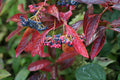 Viburnum Brandywine™ - 2 Gallon