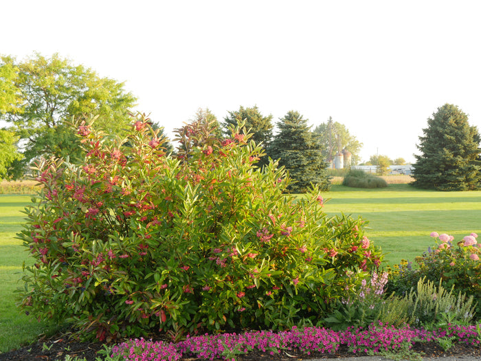 Viburnum Brandywine™ - 2 Gallon