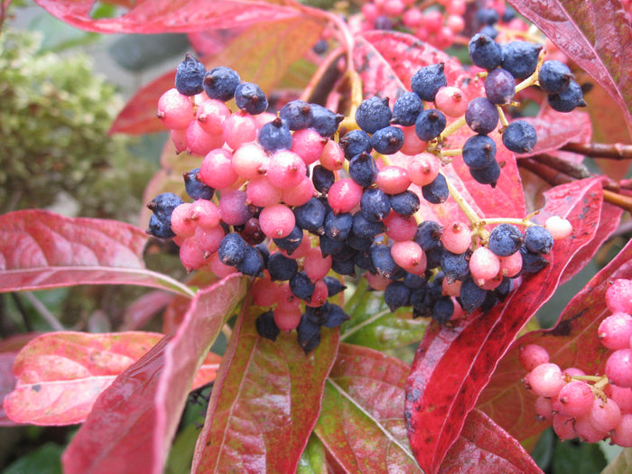 Viburnum Brandywine™ - 2 Gallon