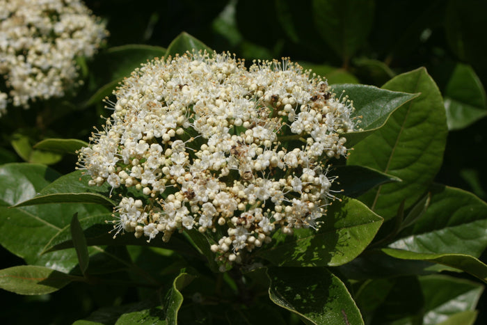 Viburnum Brandywine™ - 2 Gallon