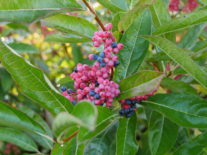 Viburnum Brandywine™ - 2 Gallon