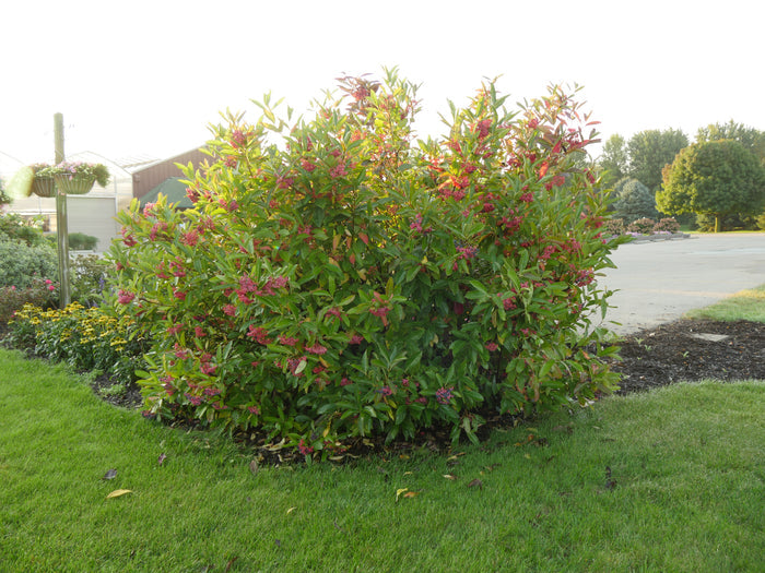 Viburnum Brandywine™ - 2 Gallon