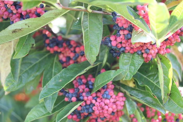 Viburnum Brandywine™ - 2 Gallon