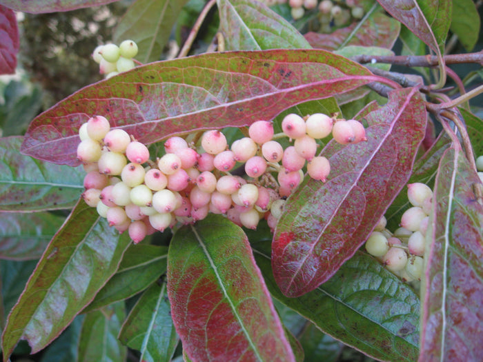Viburnum Brandywine™ - 2 Gallon