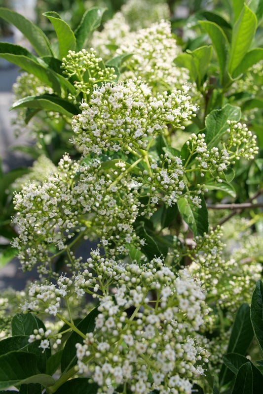 Viburnum Yardline® - 2 Gallon