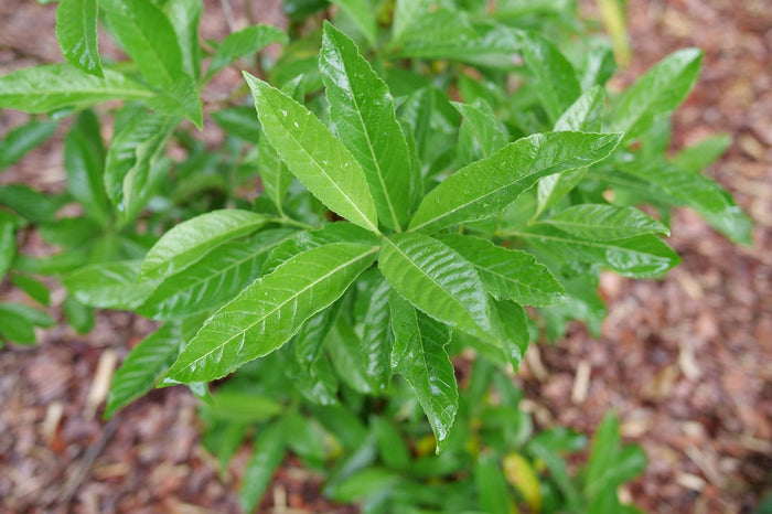 Viburnum Yardline® - 2 Gallon