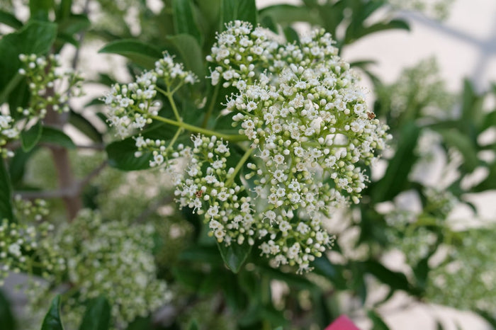 Viburnum Yardline® - 2 Gallon