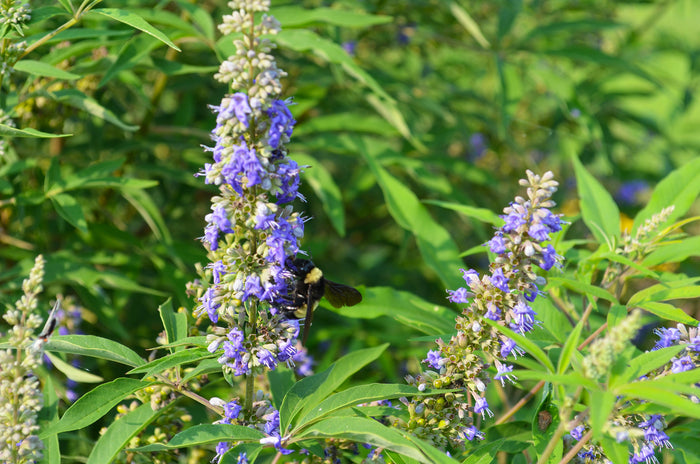 Vitex Busy Bee™ - 2 Gallon