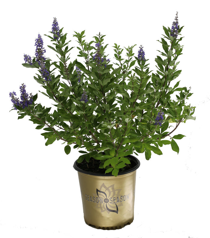 Vitex Busy Bee™ - 2 Gallon