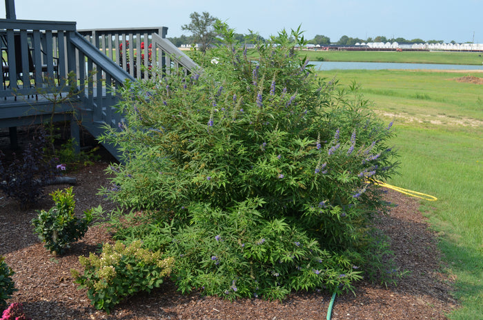 Vitex Busy Bee™ - 2 Gallon