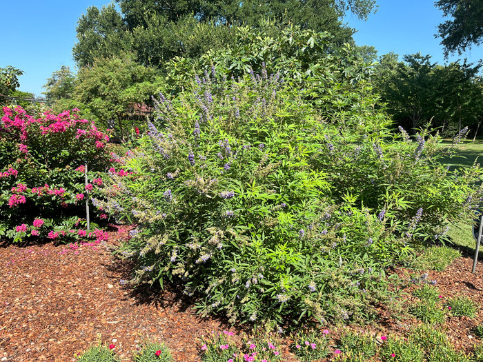 Vitex Busy Bee™ - 2 Gallon