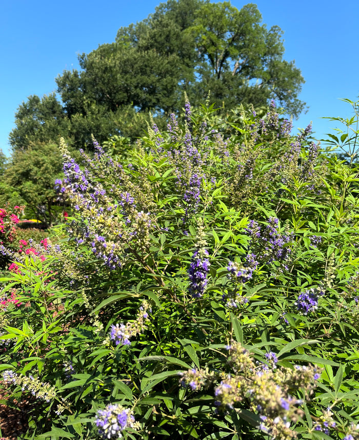 Vitex Busy Bee™ - 2 Gallon