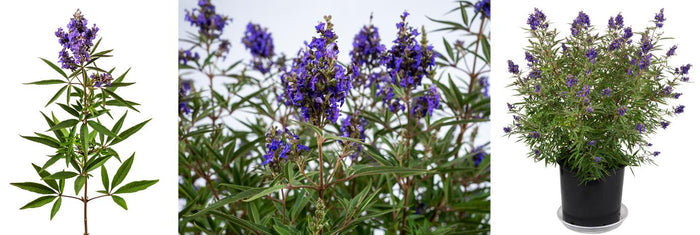 Vitex Busy Bee™ - 2 Gallon