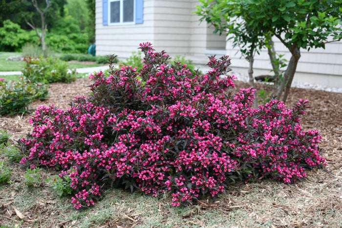 Weigela Spilled Wine® - 1 Gallon
