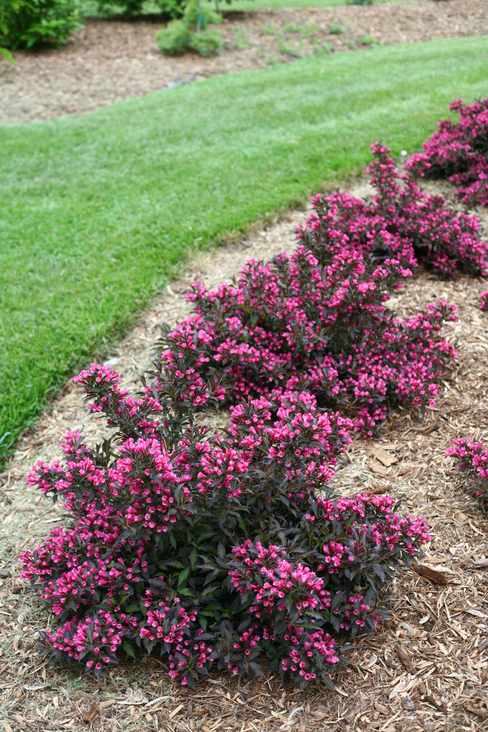 Weigela Spilled Wine® - 1 Gallon