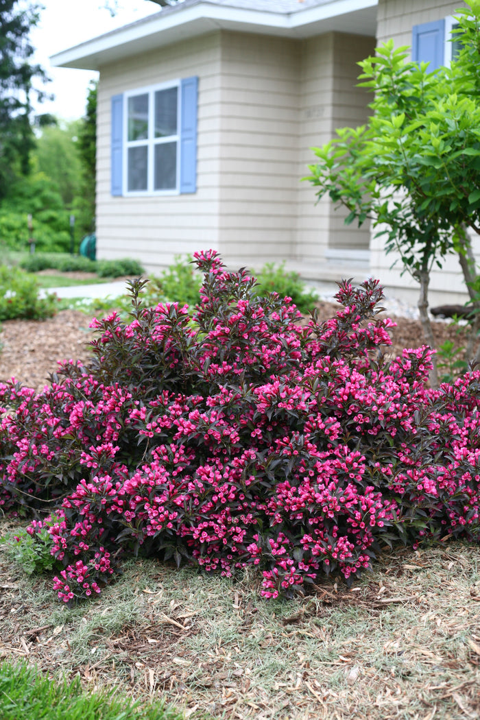 Weigela Spilled Wine® - 1 Gallon
