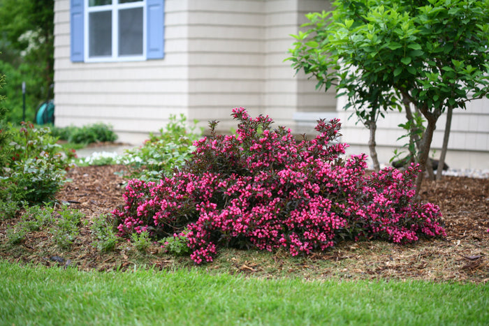 Weigela Spilled Wine® - 1 Gallon