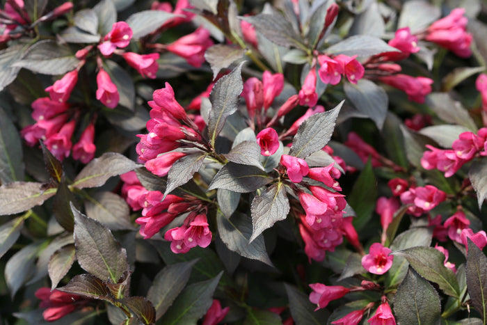 Weigela Spilled Wine® - 1 Gallon