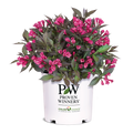 Weigela Spilled Wine® - 2 Gallon
