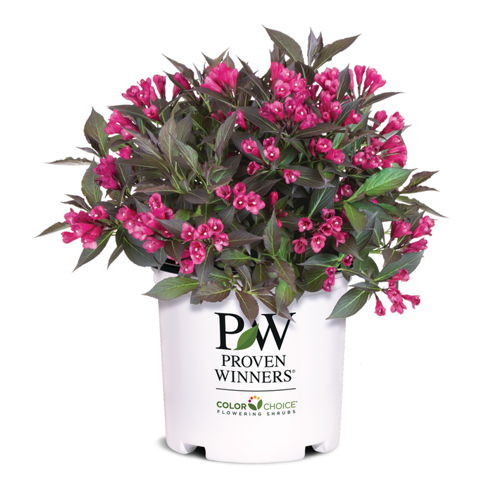 Weigela Spilled Wine® - 2 Gallon