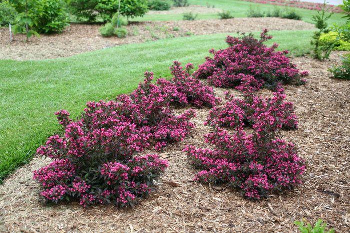 Weigela Spilled Wine® - 2 Gallon