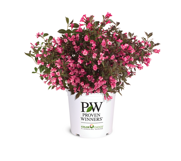 Weigela Wine & Roses® - 2 Gallon